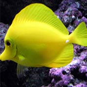 ddos在线攻击平台